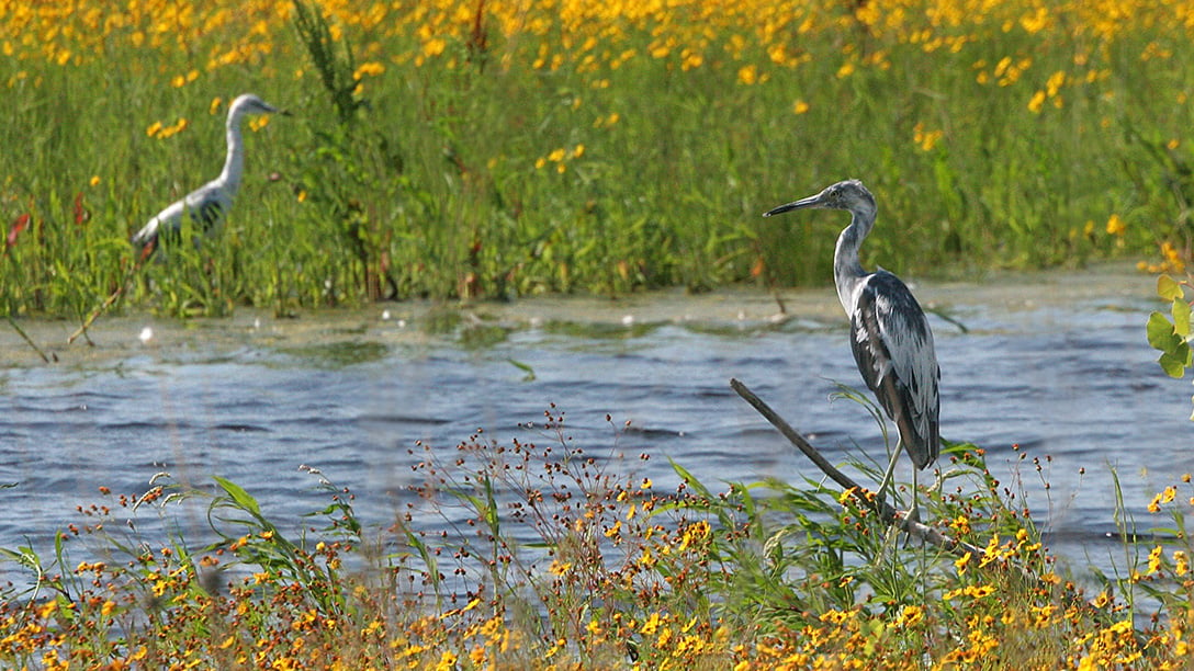 Cranes at rivers edge amongst flowers